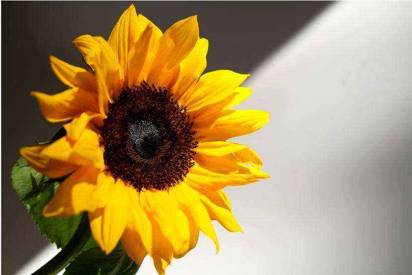 Minimal native posy